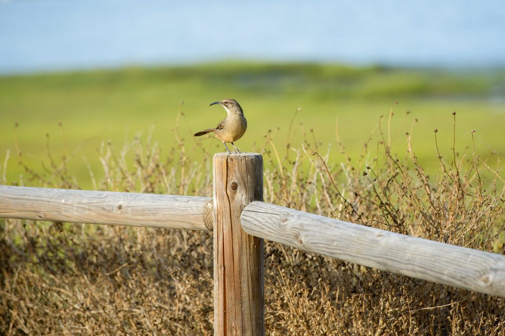 Upper Newport Bay Nature Preserve offers one of Southern California’s most peaceful coastal escapes, where scenic trails and rich wildlife create a stunning haven for nature lovers. #UpperNewportBay #ExploreOC 🌾🕊️