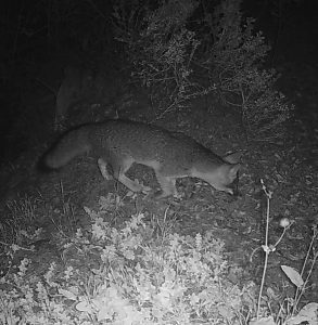 Gray fox captured on wildlife cameras in the City of Irvine Open Space Preserve.