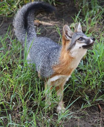 Gray fox with mix of gray, reddish-brown and white fur, with a bold black stripe running down its tail.