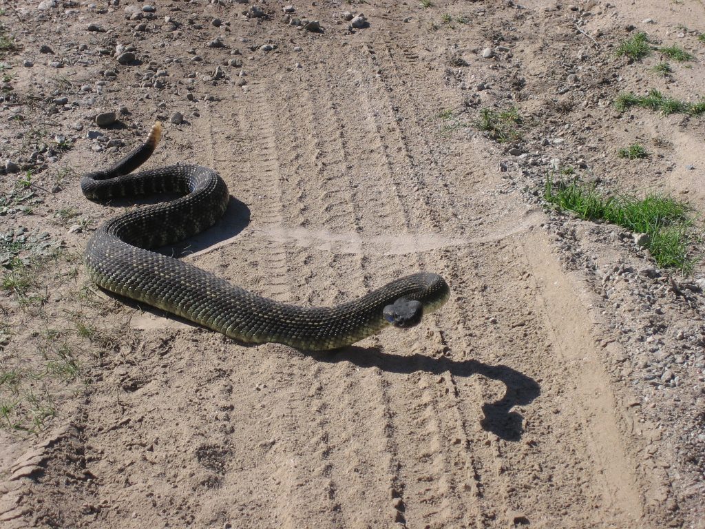 PSA: What to Do if You See a Snake on the Landmarks - Irvine Ranch ...