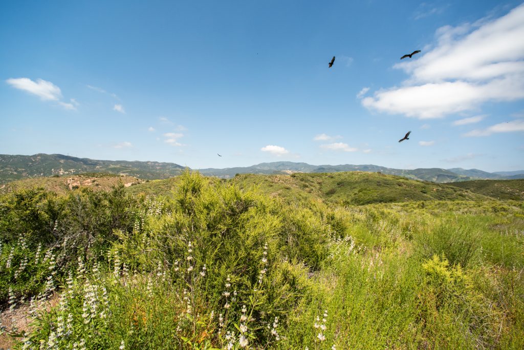 Discover the breathtaking beauty of Red Rock Wilderness, OC Parks’ outdoor destination featuring scenic trails, vibrant wildflowers and ancient geological wonders 🌄🌿 #RedRockWilderness #ExploreOCParks