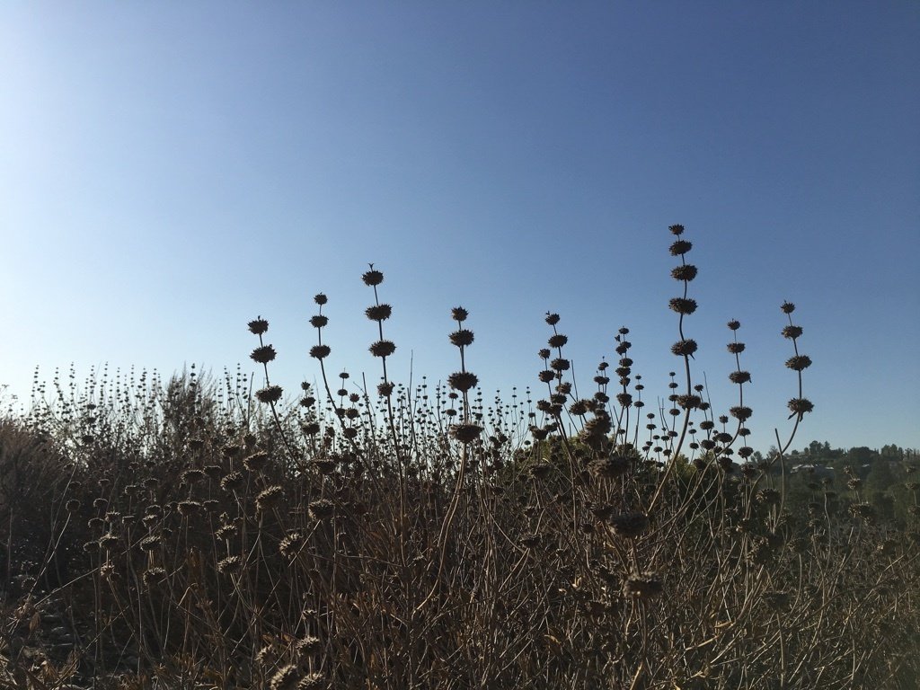 Discover how Black Sage supports Southern California’s coastal sage scrub habitats through drought‑tolerant traits, vital pollinator resources and ongoing restoration efforts that keep this native species thriving for generations. 🌿💙 #BlackSage #NativePlants